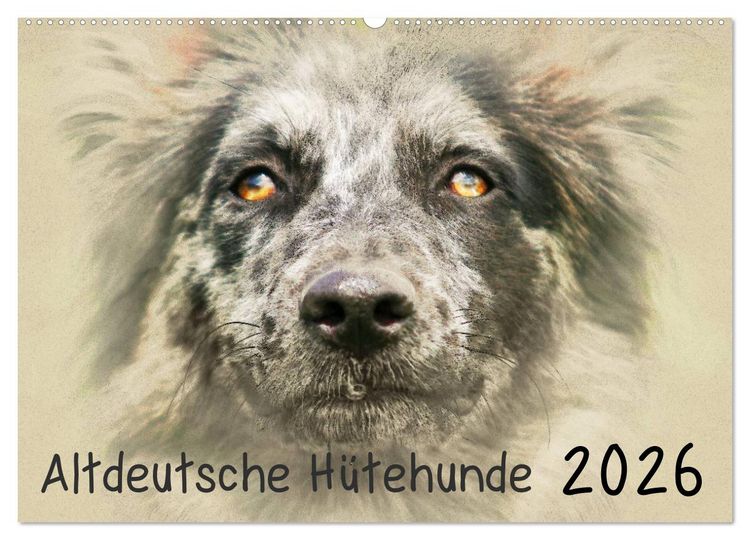 Produktbild: Altdeutsche H&uuml;tehunde 2026 (Wandkalender 2026 DIN A2 quer), CALVENDO Monatskalender