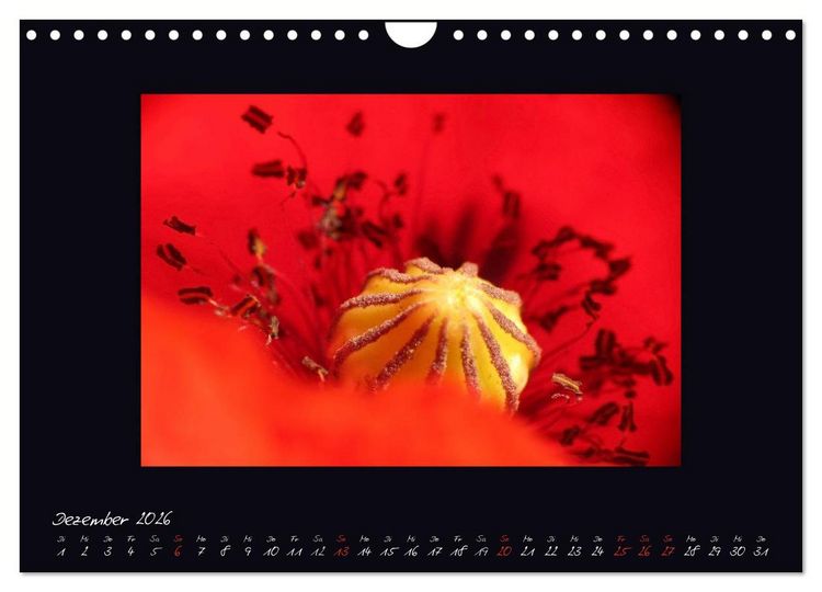 Produktbild: MOHNographie (Wandkalender 2026 DIN A4 quer), CALVENDO Monatskalender