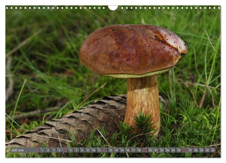 Produktbild: PILZE IM WALD (Wandkalender 2026 DIN A3 quer), CALVENDO Monatskalender