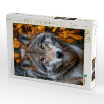 Produktbild: CALVENDO Puzzle Great Plains Wolf mit intensivem Blick im Herbstwald | 1000 Teile Lege-Gr&ouml;&szlig;e 64x48cm Foto-Puzzle f&uuml;r gl&uuml;ckliche Stunden