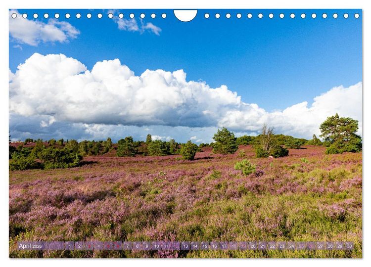 Produktbild: Im Bl&uuml;tenrausch der L&uuml;neburger Heide (Wandkalender 2026 DIN A4 quer), CALVENDO Monatskalender