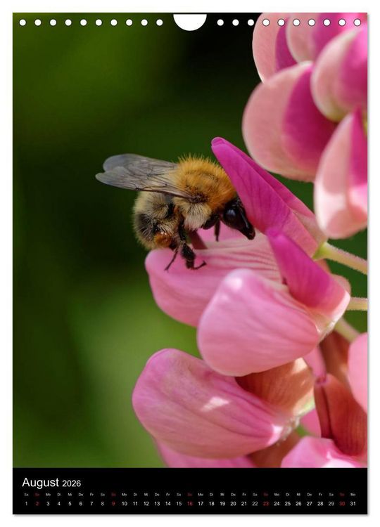 Produktbild: Bienen und Hummeln (Wandkalender 2026 DIN A4 hoch), CALVENDO Monatskalender