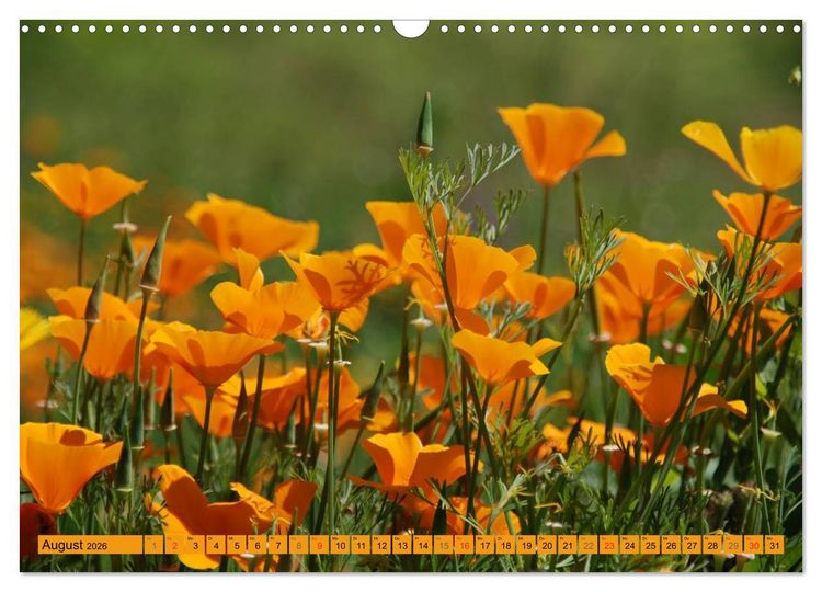 Produktbild: MOHNBL&Uuml;TEN (Wandkalender 2026 DIN A3 quer), CALVENDO Monatskalender