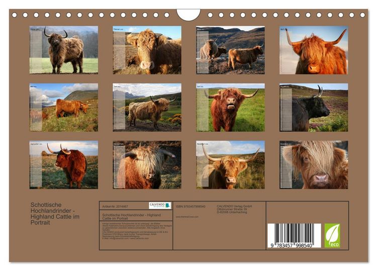 Produktbild: Schottische Hochlandrinder - Highland Cattle im Portrait (Wandkalender 2026 DIN A4 quer), CALVENDO Monatskalender