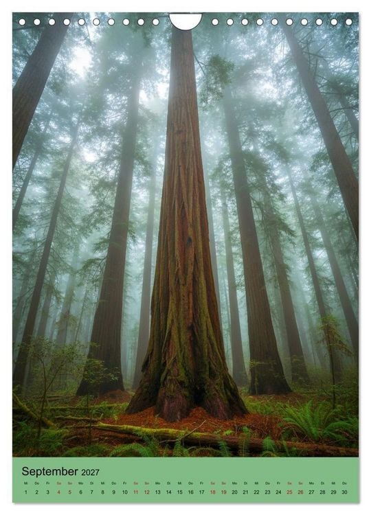 Produktbild: Sequoia Giganten (Wandkalender 2027 DIN A4 hoch), CALVENDO Monatskalender