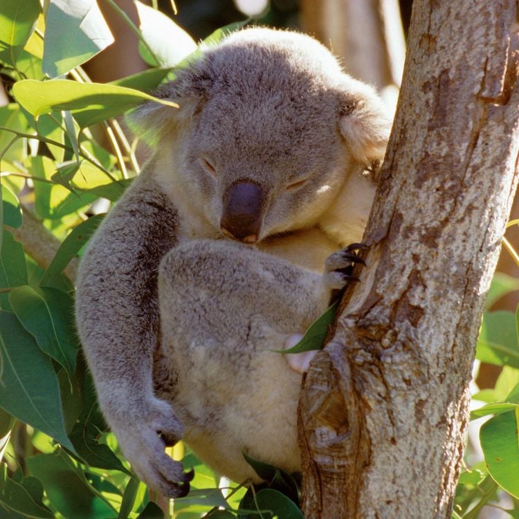 Produktbild: Koalas 2027