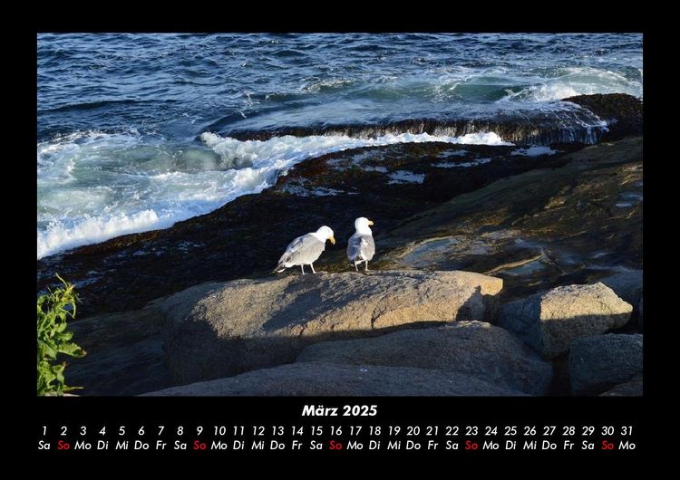 Produktbild: M&ouml;wen 2025 Fotokalender DIN A3