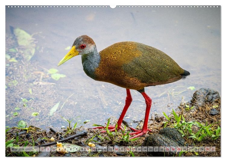 Produktbild: Phantastische Vogelwelt Costa Rica (Wandkalender 2026 DIN A2 quer), CALVENDO Monatskalender