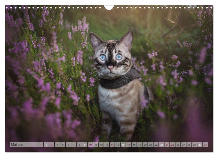 Produktbild: Wildes Wohnzimmer - Die Bengalkatze (Wandkalender 2026 DIN A3 quer), CALVENDO Monatskalender