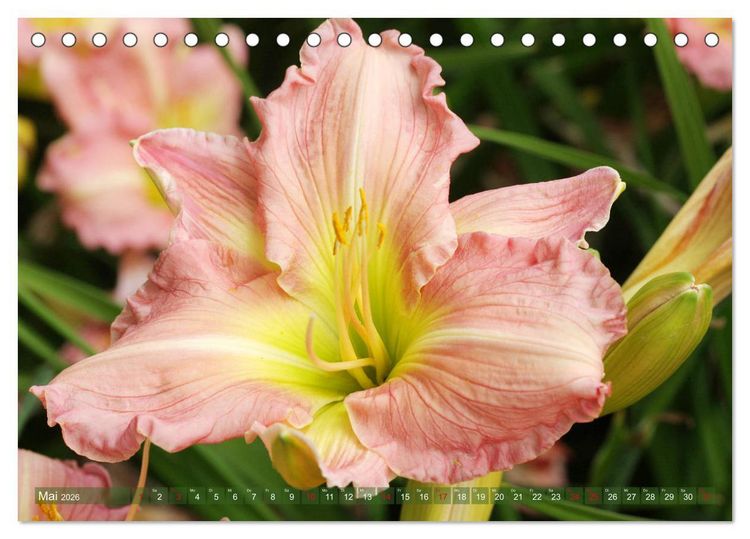 Produktbild: Taglilien im Garten (Tischkalender 2026 DIN A5 quer), CALVENDO Monatskalender
