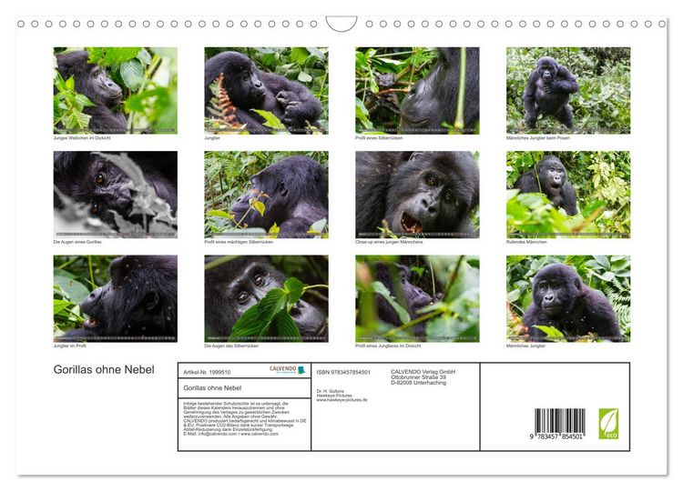 Produktbild: Gorillas ohne Nebel (Wandkalender 2026 DIN A3 quer), CALVENDO Monatskalender
