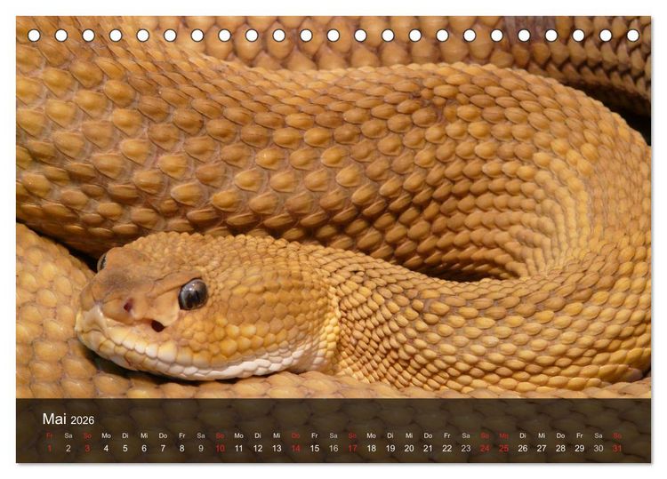 Produktbild: Giftschlangen (Tischkalender 2026 DIN A5 quer), CALVENDO Monatskalender