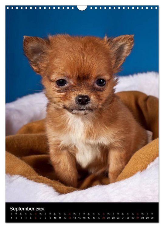 Produktbild: Chihuahua Welpen (Wandkalender 2026 DIN A3 hoch), CALVENDO Monatskalender