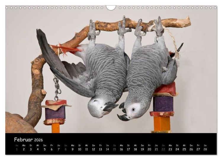 Produktbild: Graupapageien mit Herz (Wandkalender 2026 DIN A3 quer), CALVENDO Monatskalender
