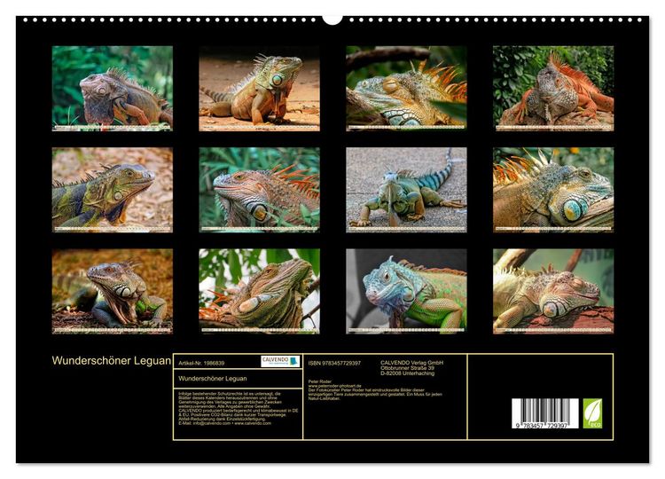 Produktbild: Wundersch&ouml;ner Leguan (hochwertiger Premium Wandkalender 2026 DIN A2 quer), Kunstdruck in Hochglanz