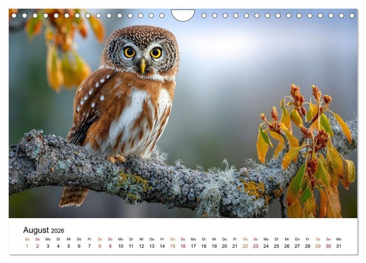Produktbild: Eulen - Augen der Wildnis (Wandkalender 2026 DIN A4 quer), CALVENDO Monatskalender