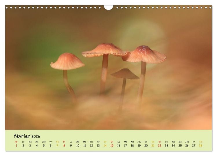 Produktbild: Champignons tout en couleurs (Calendrier mural 2026 DIN A3 vertical), CALVENDO calendrier mensuel