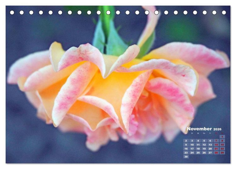 Produktbild: Rosen, die K&ouml;nigin der Blumen (Tischkalender 2026 DIN A5 quer), CALVENDO Monatskalender