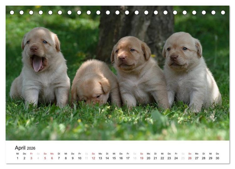 Produktbild: Labrador Welpen (Tischkalender 2026 DIN A5 quer), CALVENDO Monatskalender