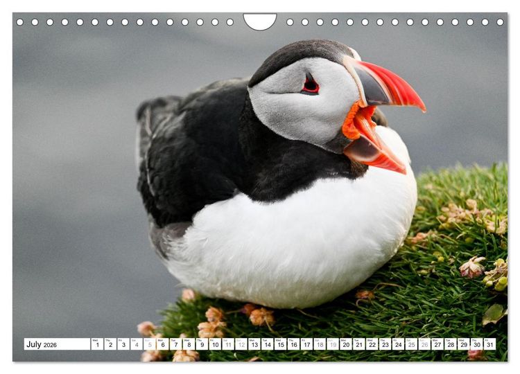 Produktbild: Puffins in Iceland (Wall Calendar 2026 DIN A4 landscape), CALVENDO 12 Month Wall Calendar