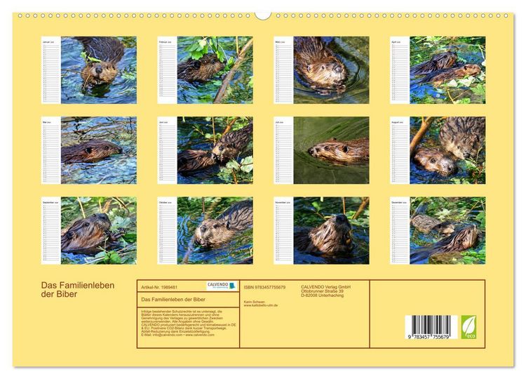 Produktbild: Das Familienleben der Biber (hochwertiger Premium Wandkalender 2026 DIN A2 quer), Kunstdruck in Hochglanz
