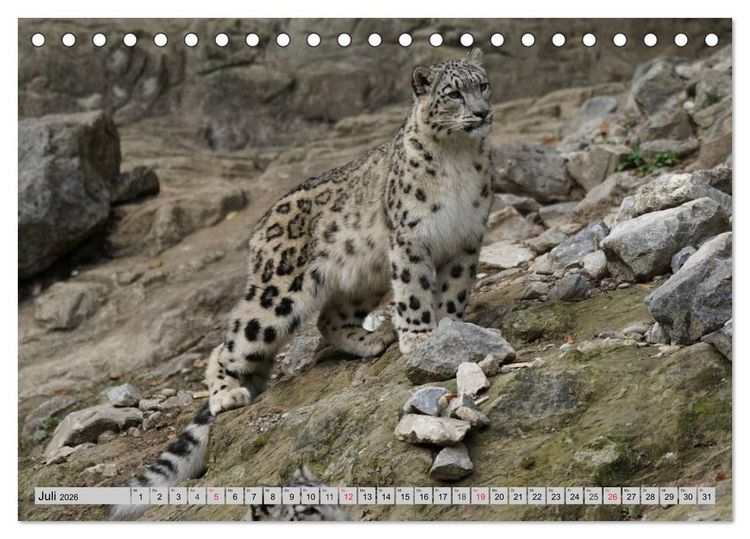 Produktbild: Schneeleoparden. Perfekte Raubkatzen-Sch&ouml;nheiten (Tischkalender 2026 DIN A5 quer), CALVENDO Monatskalender