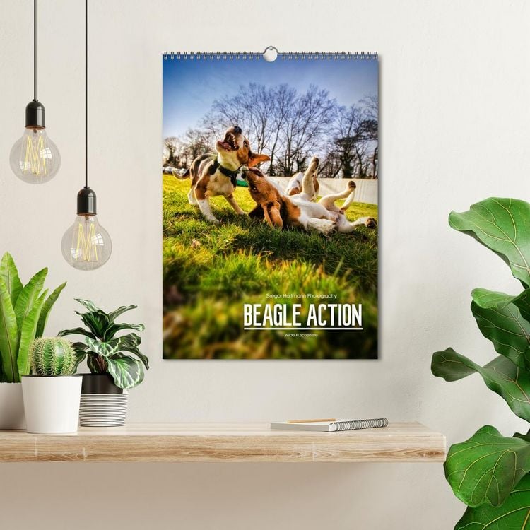 Produktbild: Beagle Action - Wilde Kuscheltiere (Wandkalender 2026 DIN A3 hoch), CALVENDO Monatskalender