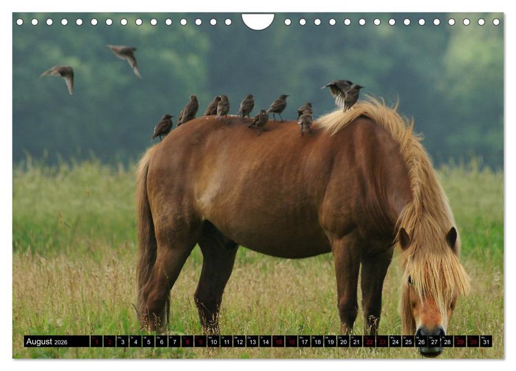 Produktbild: Dein Freund, dein Pferd (Wandkalender 2026 DIN A4 quer), CALVENDO Monatskalender