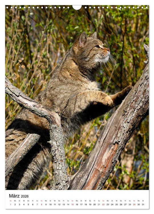 Produktbild: Kleine Tiger im Wald (Wandkalender 2026 DIN A3 hoch), CALVENDO Monatskalender