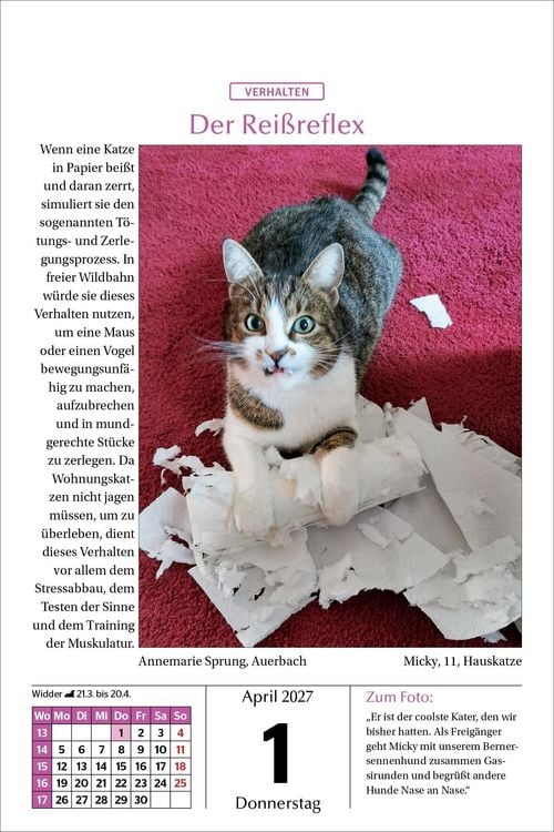 Produktbild: Katzen Tageskalender 2027