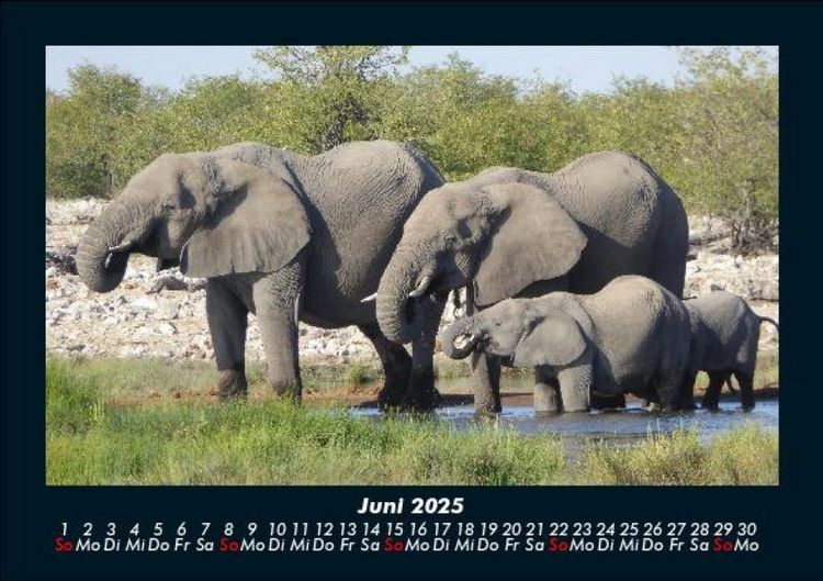 Produktbild: Elefanten - Die sanften Riesen Afrikas 2025 Fotokalender DIN A5
