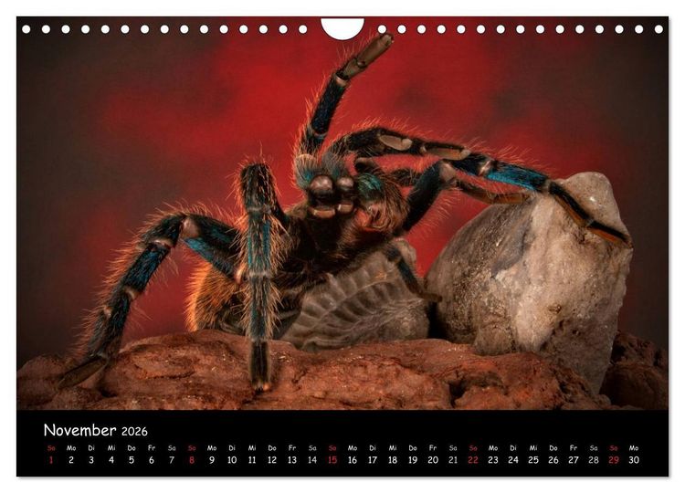 Produktbild: Mystische Vogelspinnen (Wandkalender 2026 DIN A4 quer), CALVENDO Monatskalender