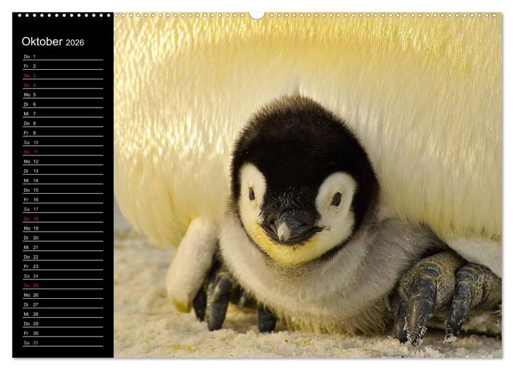 Produktbild: Pinguine - Kaiser- und K&ouml;nigspinguine (hochwertiger Premium Wandkalender 2026 DIN A2 quer), Kunstdruck in Hochglanz
