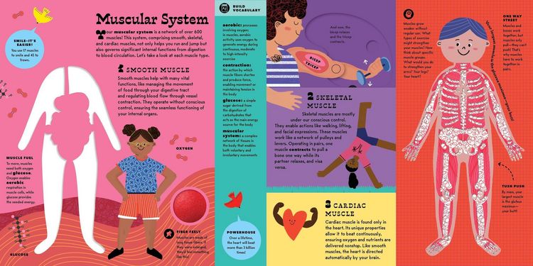 Produktbild: The Interactive Human Body