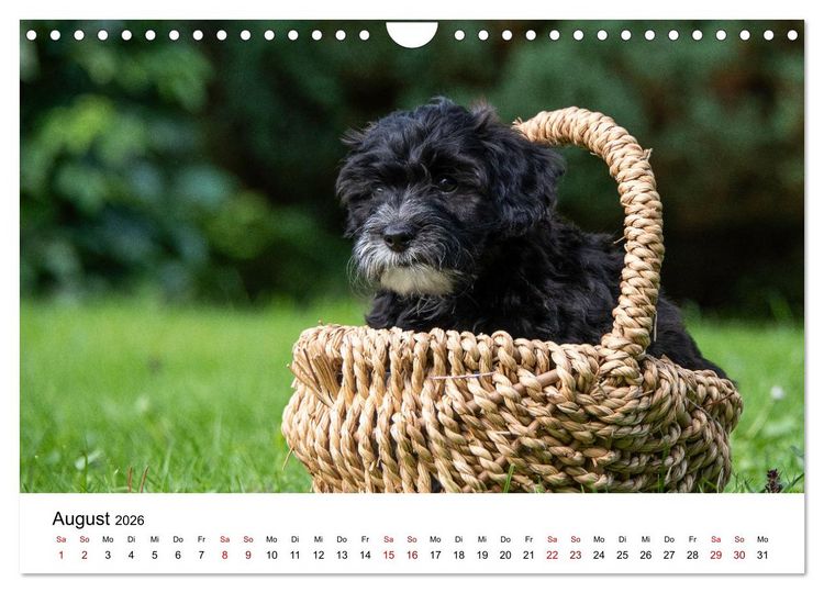 Produktbild: Maltipoo Welpen (Wandkalender 2026 DIN A4 quer), CALVENDO Monatskalender