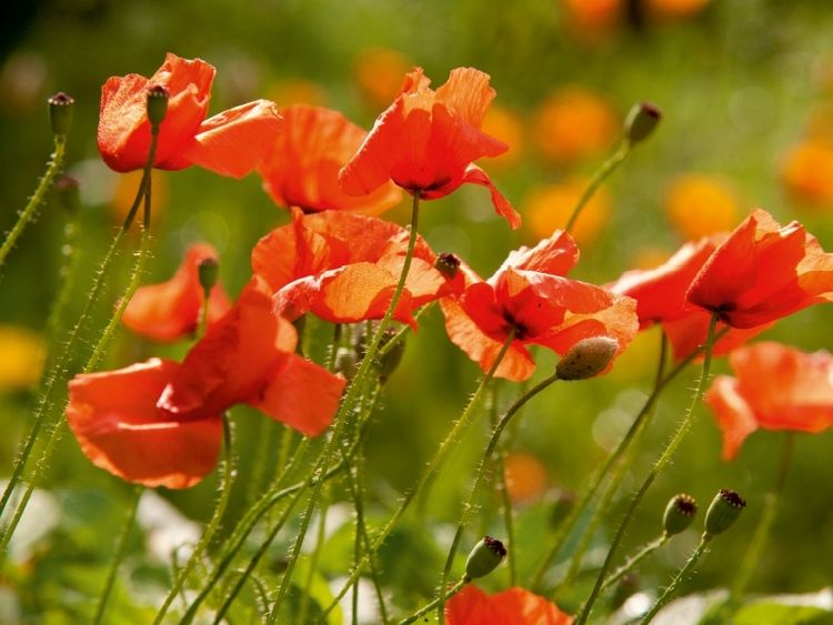 Produktbild: CALVENDO Puzzle Romantische Mohnblumenwiese | 1000 Teile Lege-Gr&ouml;&szlig;e 64x48cm Foto-Puzzle f&uuml;r gl&uuml;ckliche Stunden