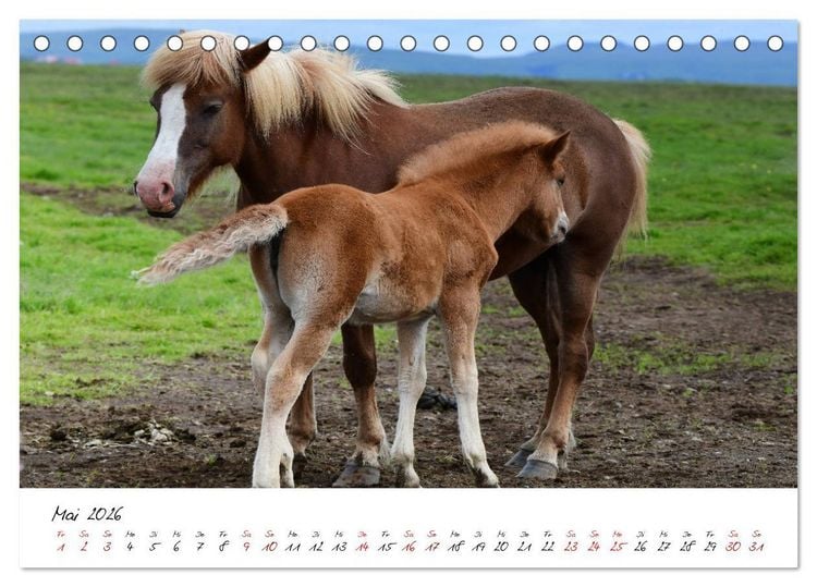 Produktbild: Islandpferde take it Isi (Tischkalender 2026 DIN A5 quer), CALVENDO Monatskalender