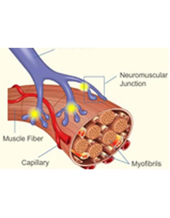 Produktbild: Phenomenon of Fatigue