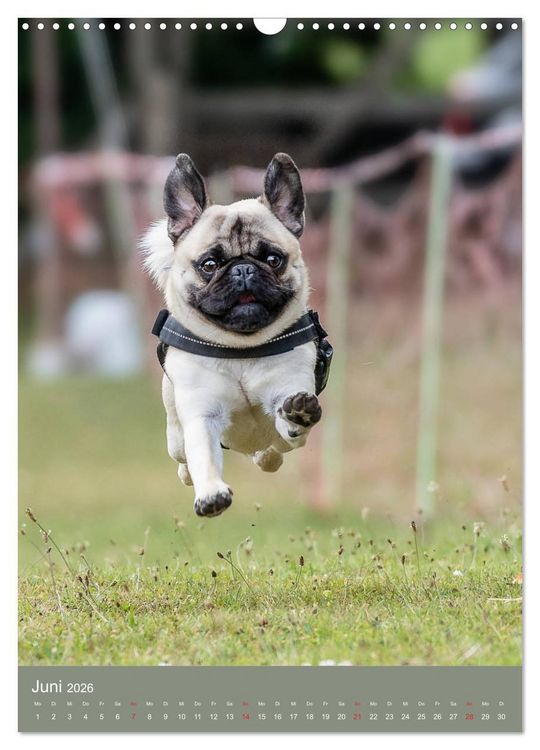 Produktbild: Mops-Rennen (Wandkalender 2026 DIN A3 hoch), CALVENDO Monatskalender