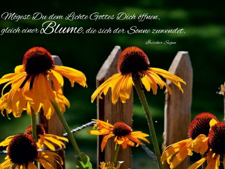 Produktbild: CALVENDO Puzzle Blickrichtung Sonne | 1000 Teile Lege-Gr&ouml;&szlig;e 64x48cm Foto-Puzzle f&uuml;r gl&uuml;ckliche Stunden