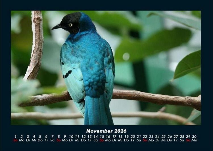 Produktbild: Welt der V&ouml;gel 2026 Fotokalender DIN A4