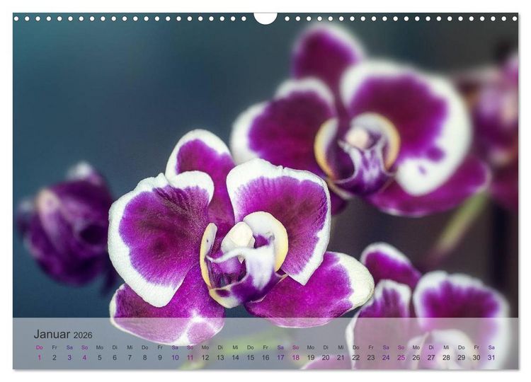 Produktbild: Phalaenopsis - die zauberhafte Welt der Orchideen (Wandkalender 2026 DIN A3 quer), CALVENDO Monatskalender