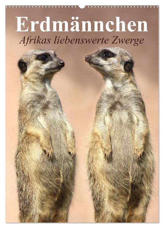 Produktbild: Erdm&auml;nnchen - Afrikas liebenswerte Zwerge (Wandkalender 2026 DIN A2 hoch), CALVENDO Monatskalender