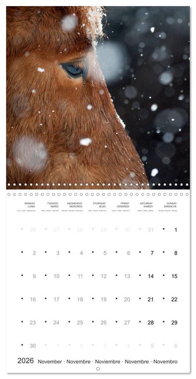 Produktbild: Icelandic Horses - wild and free (Wall Calendar 2026 12 &times; 12 Inch) CALVENDO 12 Month Wall Calendar