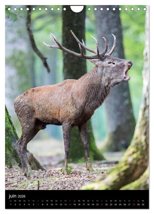 Produktbild: LE CERF EN FRANCE (Calendrier mural 2026 DIN A4 horizontal), CALVENDO calendrier mensuel