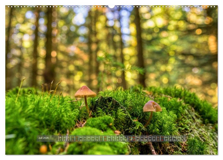 Produktbild: Vielfalt am Waldboden (hochwertiger Premium Wandkalender 2026 DIN A2 quer), Kunstdruck in Hochglanz