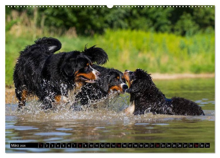 Produktbild: Berner Sennenhunde in Action (Wandkalender 2026 DIN A2 quer), CALVENDO Monatskalender