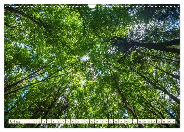 Produktbild: Im Zauber der W&auml;lder (Wandkalender 2026 DIN A3 quer), CALVENDO Monatskalender