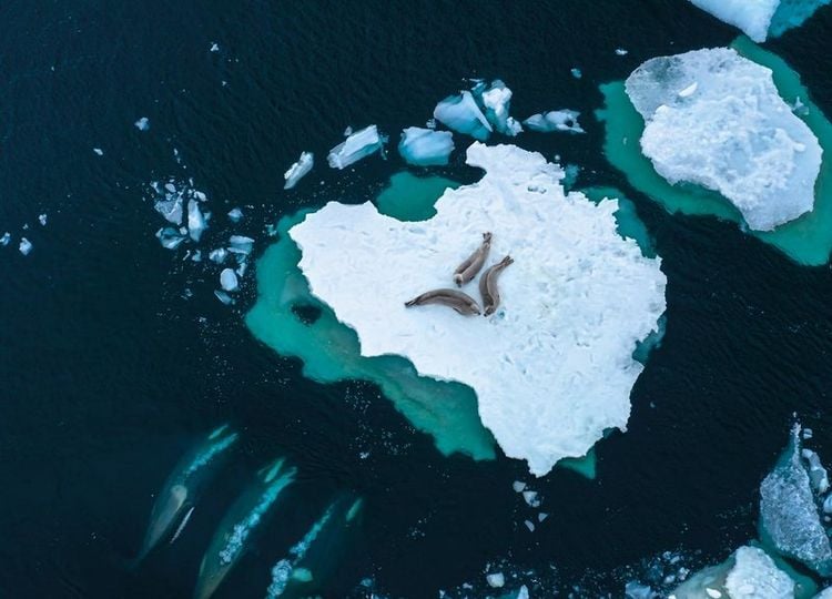 Produktbild: FROZEN PLANET - EISIGE WELTEN II [2 DVDs]