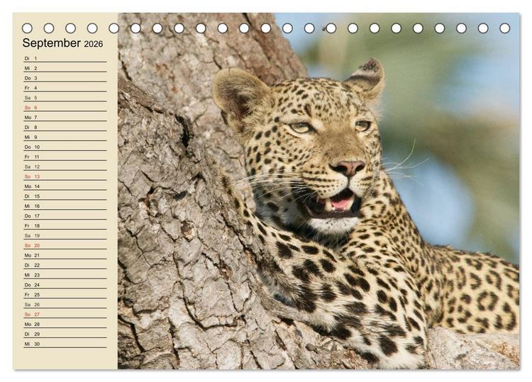Produktbild: Die Lautlosen. Geparden und Leoparden (Tischkalender 2026 DIN A5 quer), CALVENDO Monatskalender